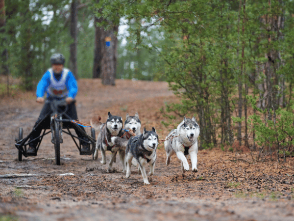 Vier husky's trekken aan de fietser door het bos. 